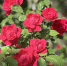 Розы. Фото donnews.ru - DonNews.Ru