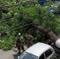 Фото: дерево упало на машины в центре Ростова, кадр очевидца - 1RND.Ru