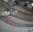 В Ростовской области задержали супругов-наркосбытчиков - Bloknot-Rostov.Ru