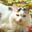 Кот в осенних листьях. Фото donnews.ru - DonNews.Ru
