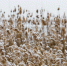 Ветер сегодня сильнее, чем вчера | Источник: Евгений Вдовин / 161.RU - 161.Ru