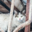 Волонтеры спасают животных, выживших в приюте «Забытые сердца» | Источник: Александр Подопригора / 161.RU - 161.Ru